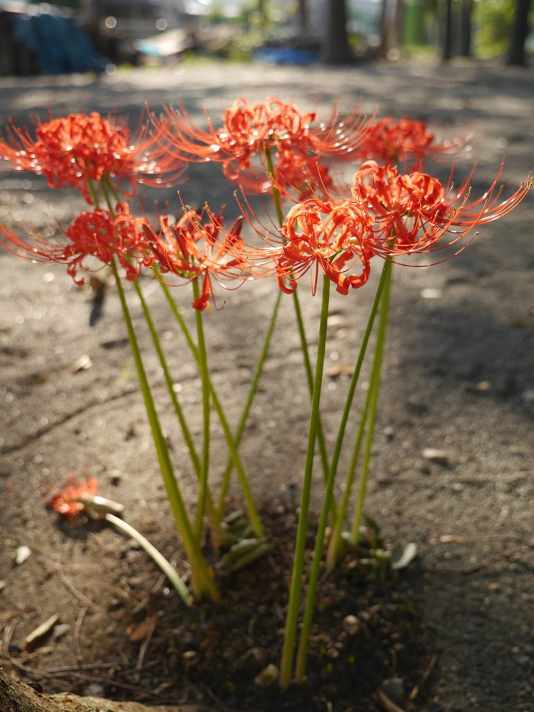 pana  12-35mm F2.8 sample 017