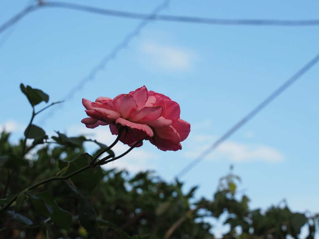 スナップ 2736