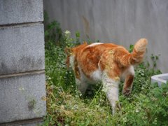 スナップ 171