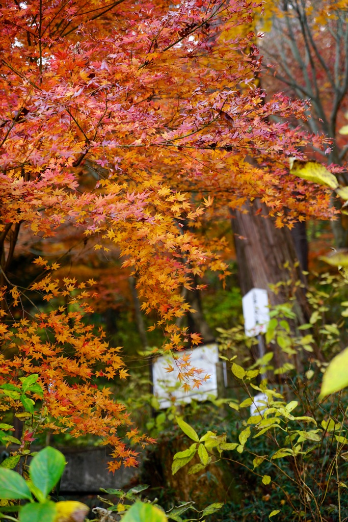 高幡不動2017秋 42