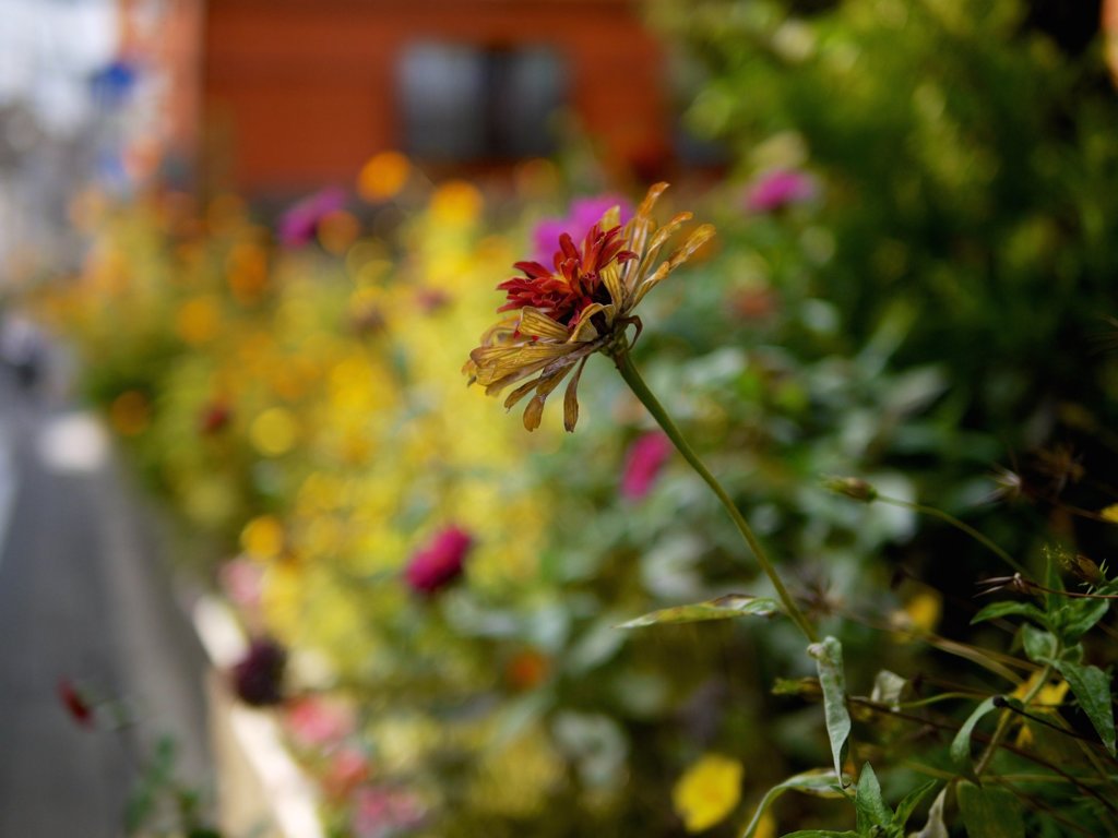 flower 8