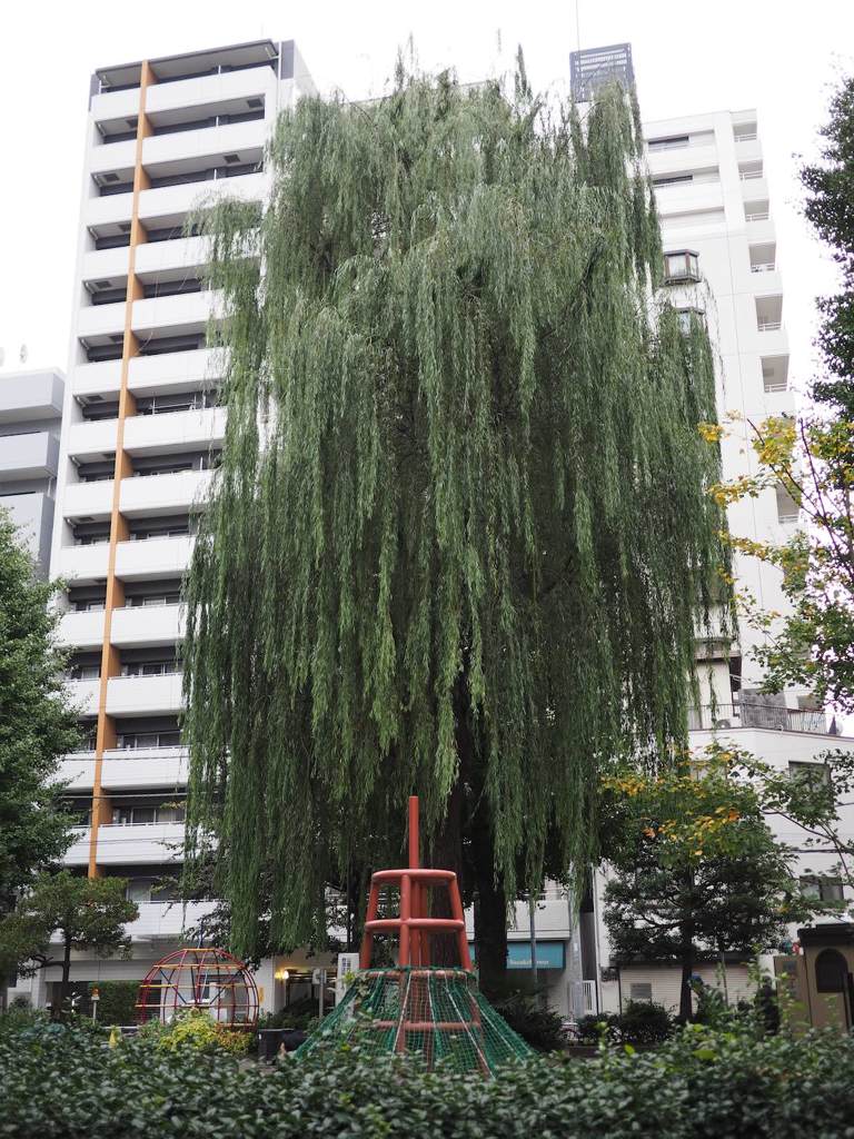 スナップ 651