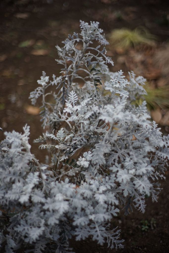 スナップ 1337 開放