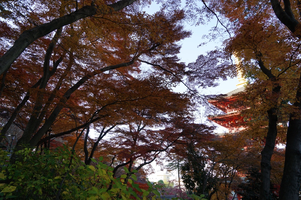 高幡不動2017秋 58