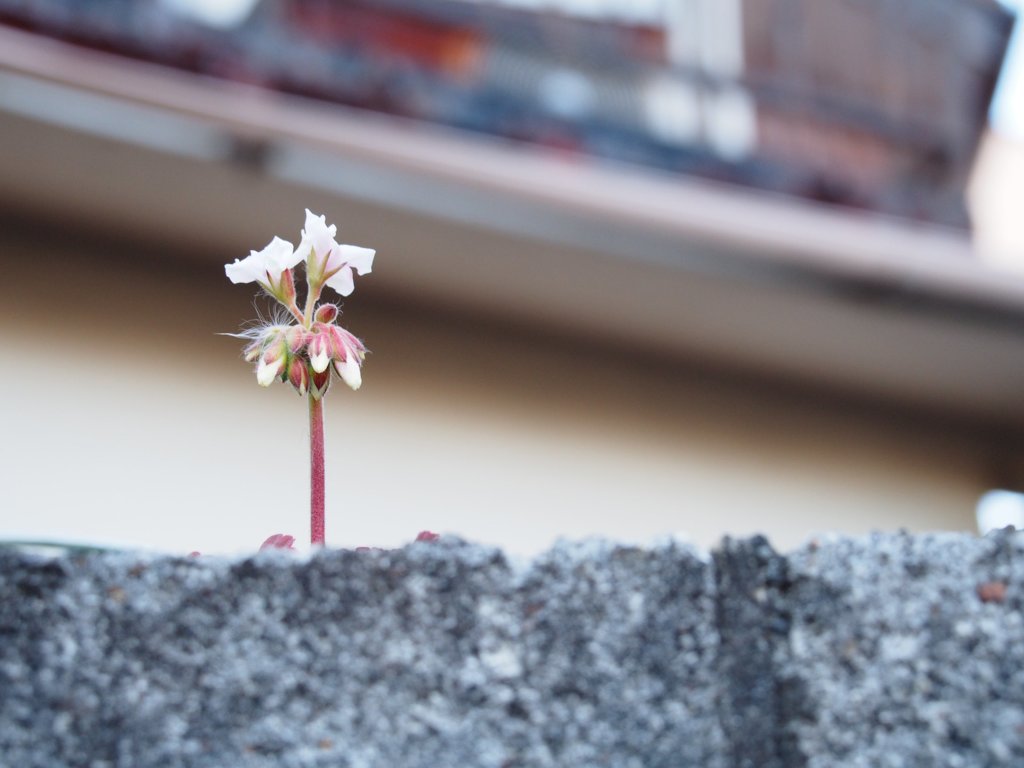 tam 14-150 sample 190