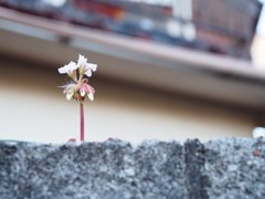 tam 14-150 sample 190