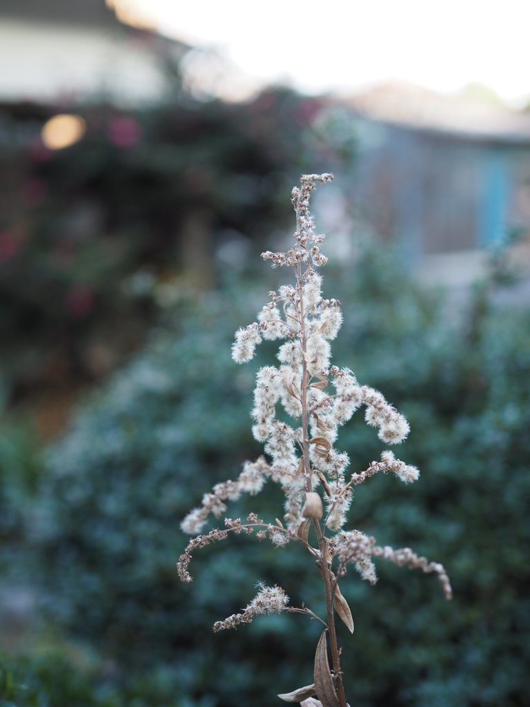 M.Zuiko 25mmF1.8 sample 005