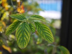 pana leica 25mm F1.4 sample 001