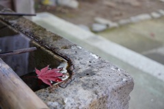 高幡不動2017秋 12