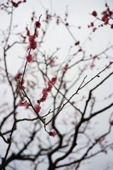 スナップ 1368 f2.8程度