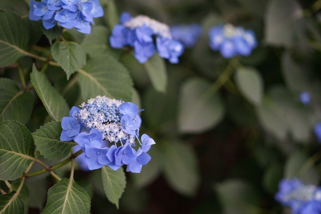 高幡不動尊金剛寺　37