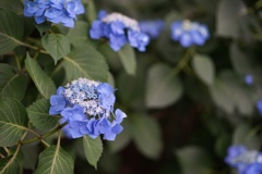 高幡不動尊金剛寺　37