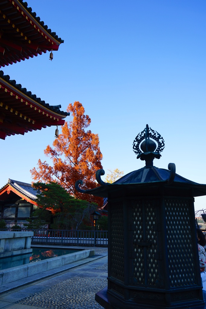 高幡不動2017秋 60