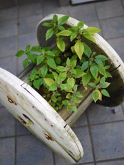 pana leica 25mm F1.4 sample 013