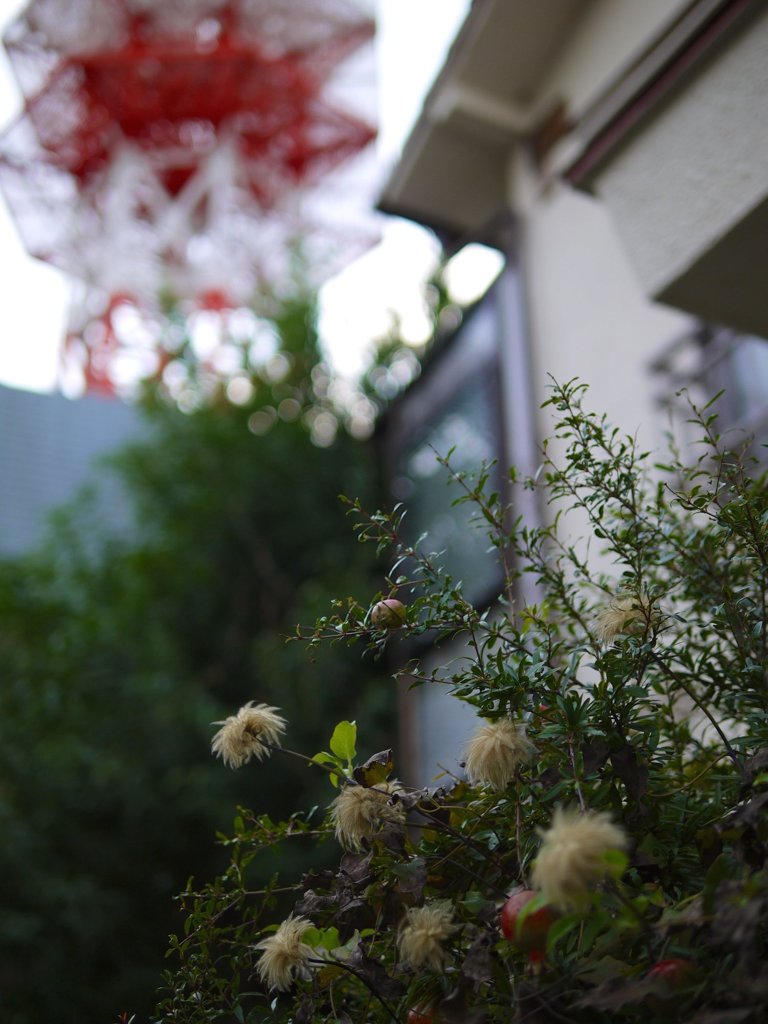 pana leica 25mm F1.4 sample 021