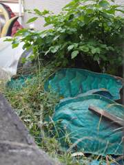 スナップ　594　ガメラ？