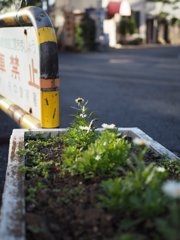 M.Zuiko 25mmF1.8 sample 013