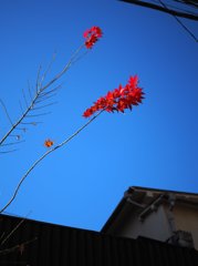 中野 2014-12 スナップ 0019