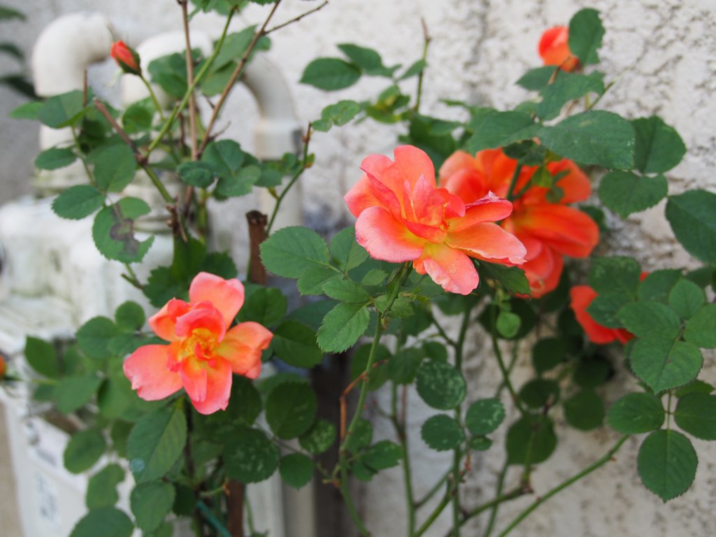 tam 14-150 sample 024