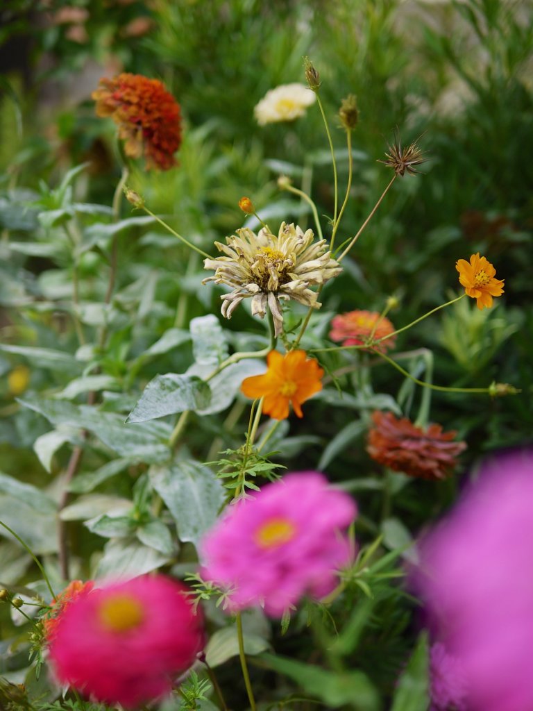 flower 1