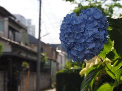 スナップ 2723