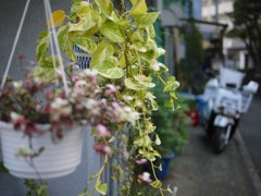 pana leica 25mm F1.4 sample 012