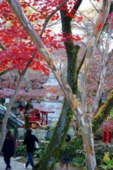 高幡不動2017秋 20