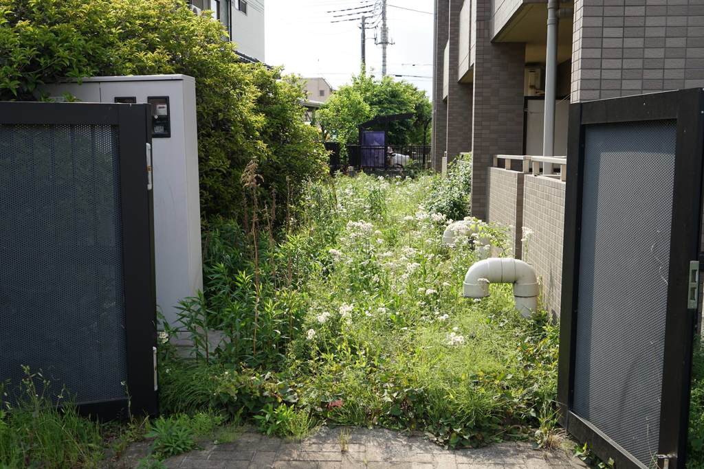 スナップ 2098