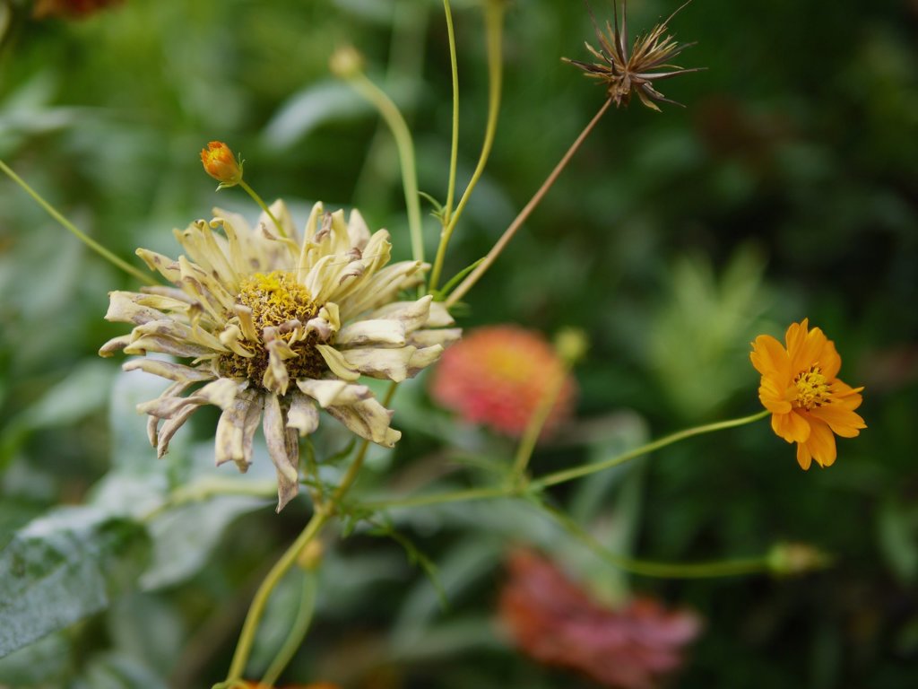 flower 2