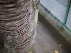 pana leica 25mm F1.4 sample 016