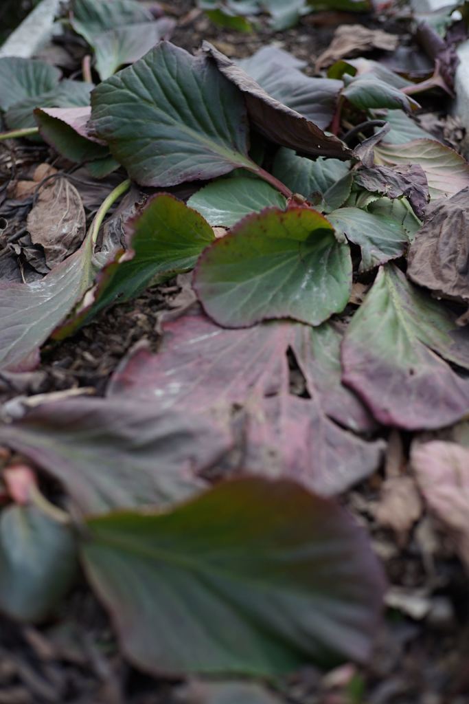 スナップ 1334 F2.8程度