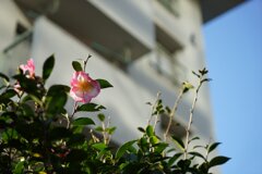 スナップ 2958