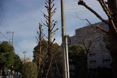 スナップ 1459