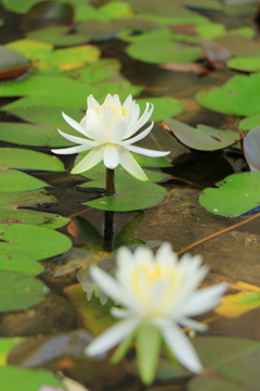 公園の花・・・睡蓮？