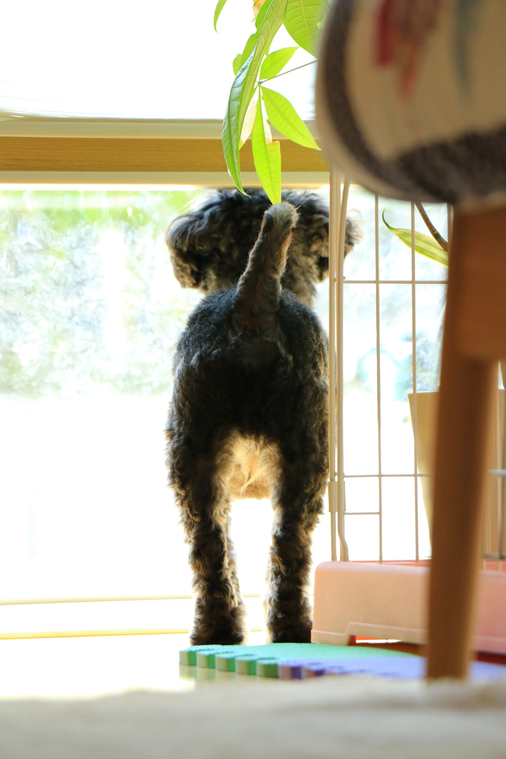 我が家の愛犬②