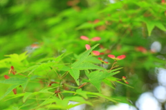 紅葉の実