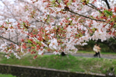大阪の桜①