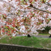 大阪の桜①