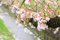 大阪の桜②