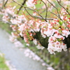 大阪の桜②