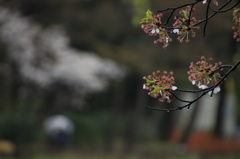 散る桜残る桜も散る桜