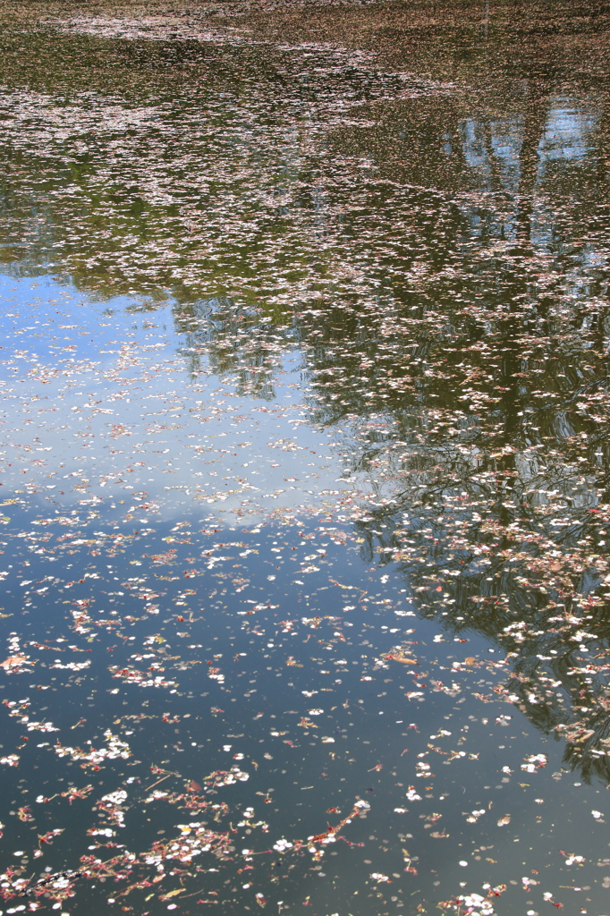 桜道