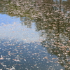 桜道