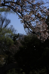 桜花のフレディ