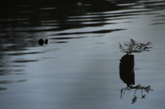 手詰まり・・・(^_^;)