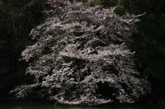 天然～一日で満開～