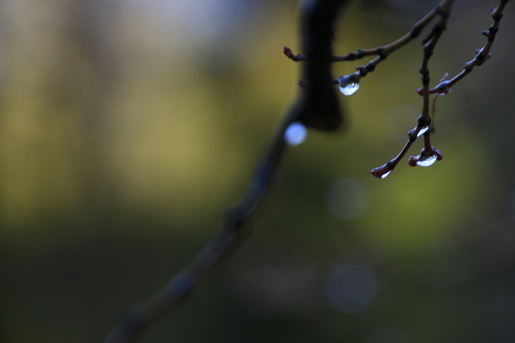 雪どけ