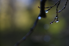 雪どけ