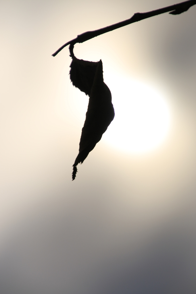 活