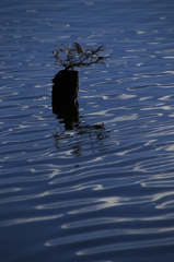 やわらかな水面